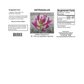 Astragalus