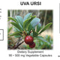 Uva Ursi