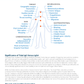 Mosaic IGG Food Allergy Test with Candida